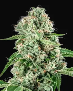 Melon Gum