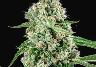 Melon Gum