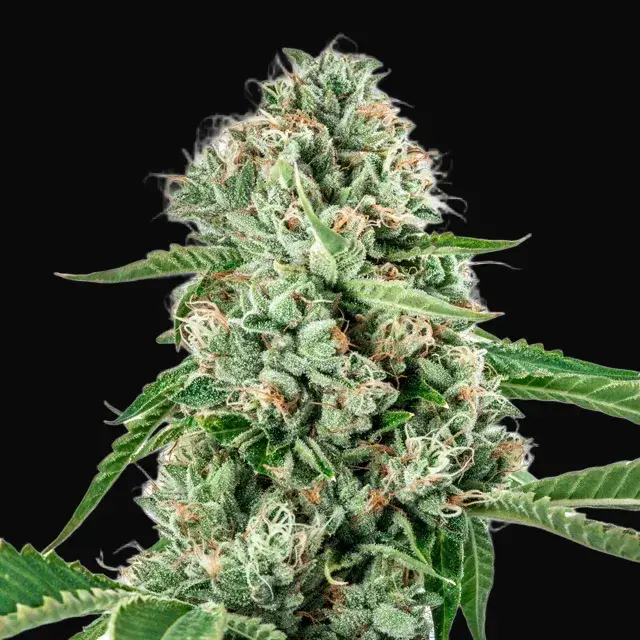 Melon Gum