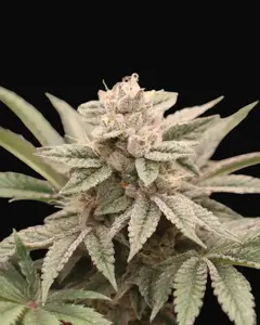 Melon Widow