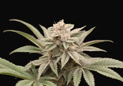 Melon Widow