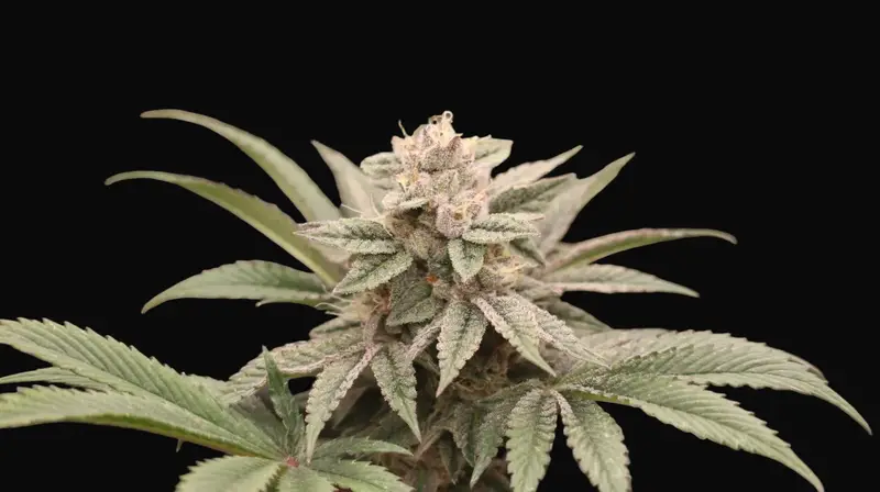 Melon Widow