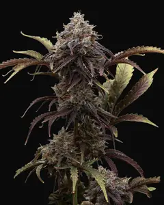 Member Berries Auto
