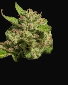 Mendo Breath
