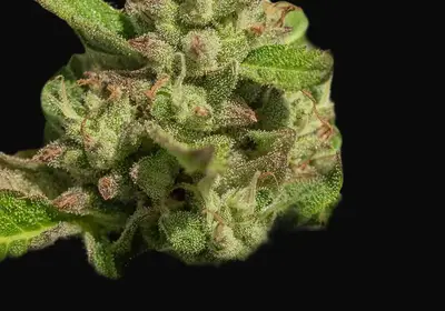 Mendo Breath