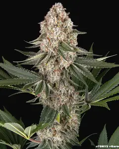 Mendo Breath