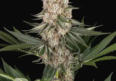 Mendo Breath