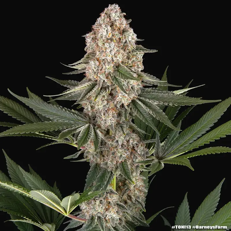 Mendo Breath