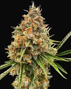 Mendo Butter
