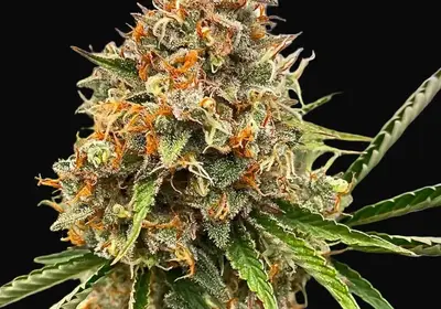 Mendo Butter