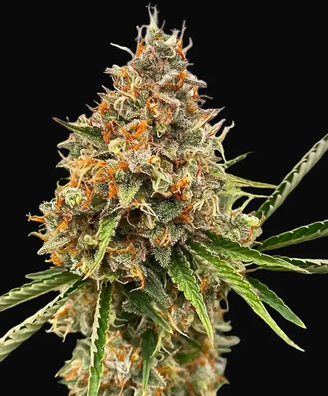 Mendo Butter