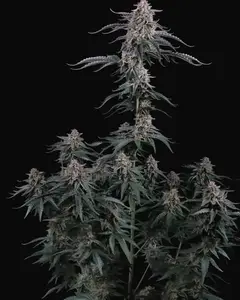 Mendo Cherry Cookies Auto