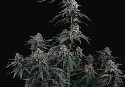 Mendo Cherry Cookies Auto