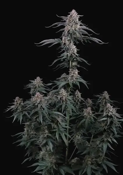 Mendo Cherry Cookies Auto