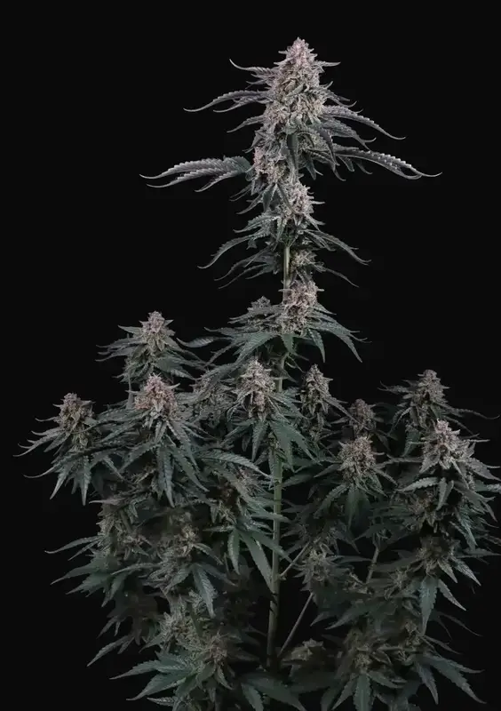 Mendo Cherry Cookies Auto