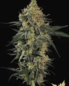 Mendo Crème