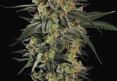Mendo Crème