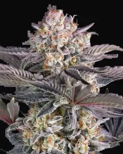 Mendo Frost Auto