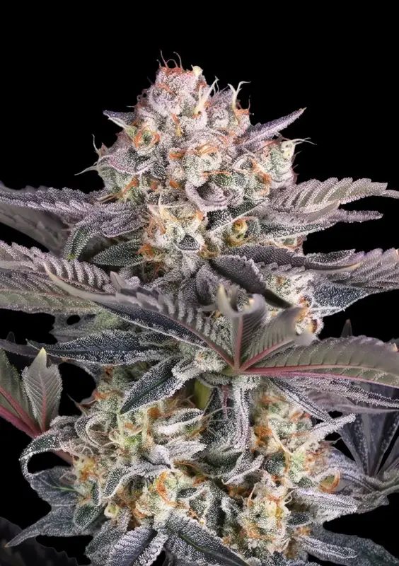 Mendo Frost Auto