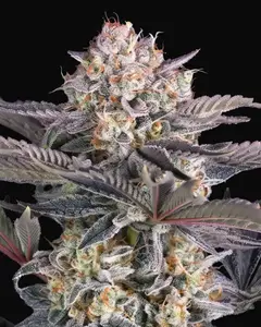 Mendo Frost Auto