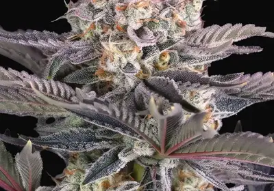 Mendo Frost Auto