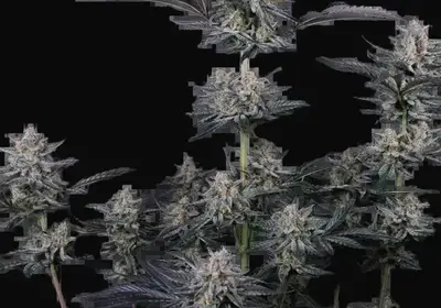 Mendo Guava Auto