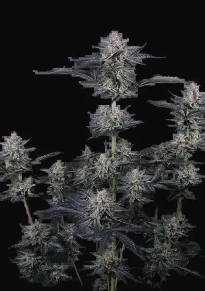 Mendo Guava Auto