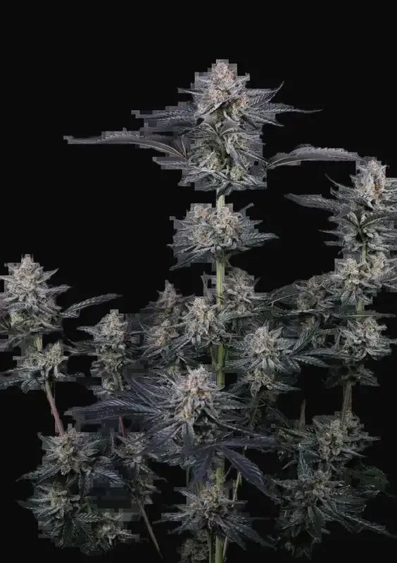 Mendo Guava Auto