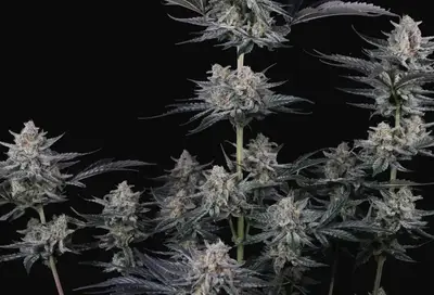Mendo Guava Auto