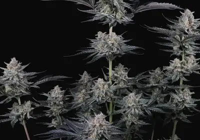 Mendo Guava Auto