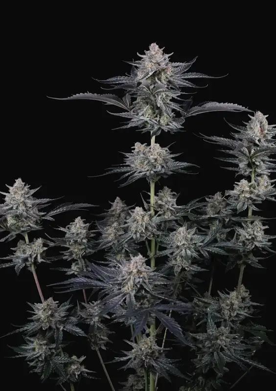 Mendo Guava Auto