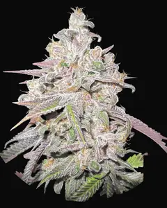 Mendocino Chanel Kush