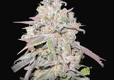 Mendocino Chanel Kush