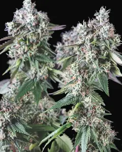 Mendocino Purple Kush