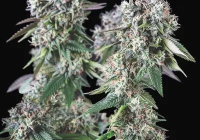 Mendocino Purple Kush