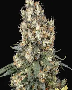 Mendocino Skunk