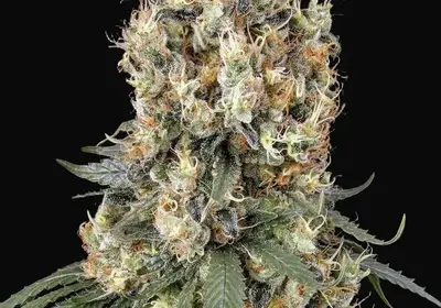Mendocino Skunk