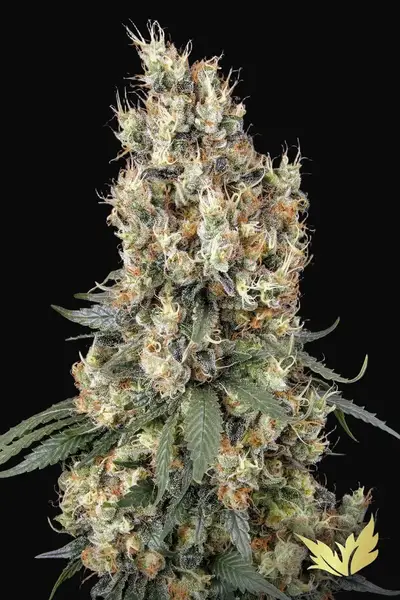 Mendocino Skunk