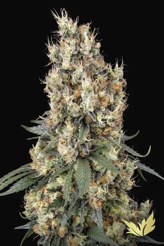 Mendocino Skunk