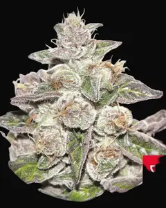 Mendocino x Purple Kush