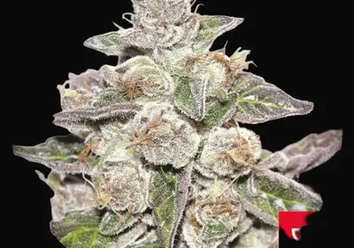 Mendocino x Purple Kush