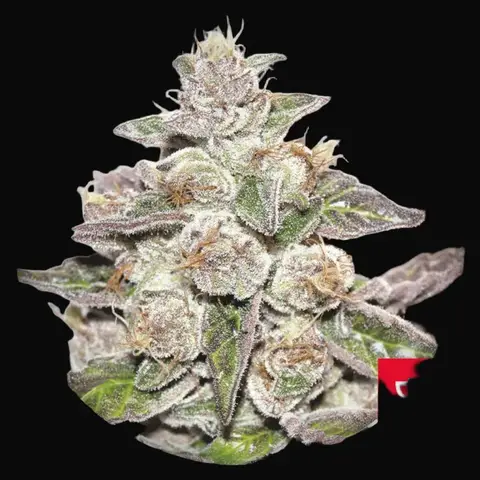 Mendocino x Purple Kush