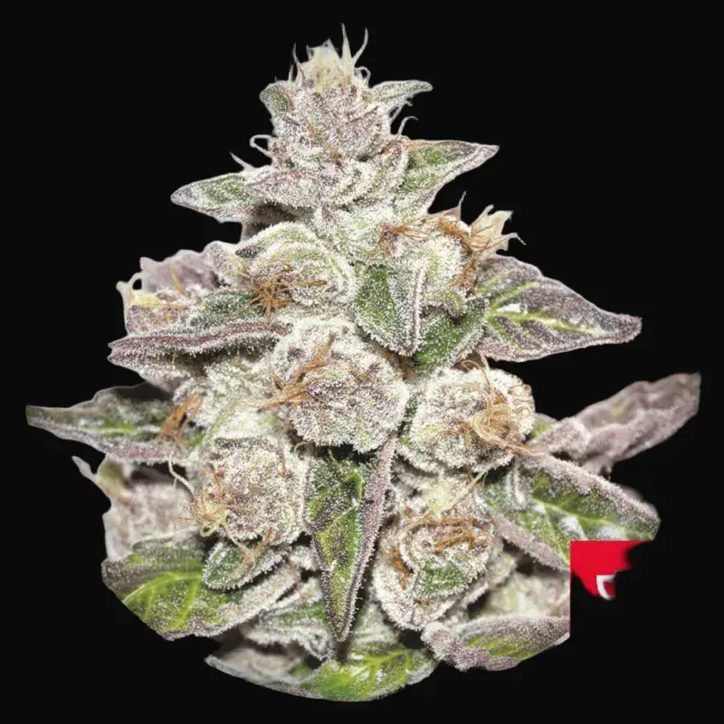 Mendocino x Purple Kush