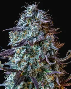 Mephisto's Wedding Auto