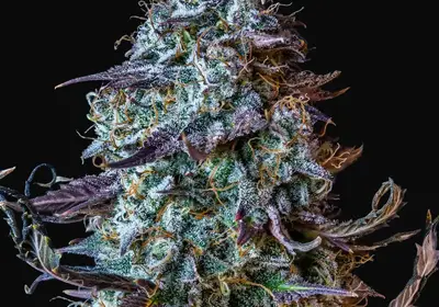 Mephisto's Wedding Auto
