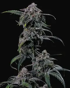 Mephmosa Auto