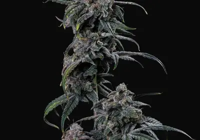 Mephmosa Auto