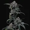 Mephmosa Auto