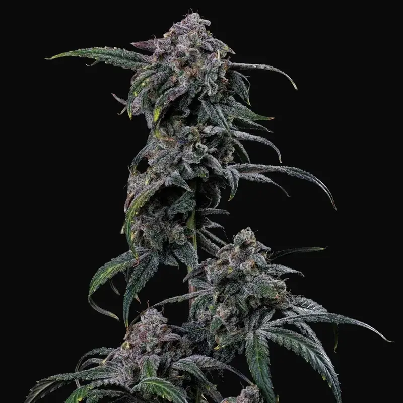 Mephmosa Auto
