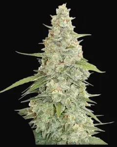 Meringue